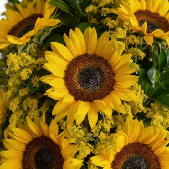 Primer plano extremo de un arreglo floral con girasoles Halo, mostrando texturas hiperrealistas, sutiles gotas de rocío y col