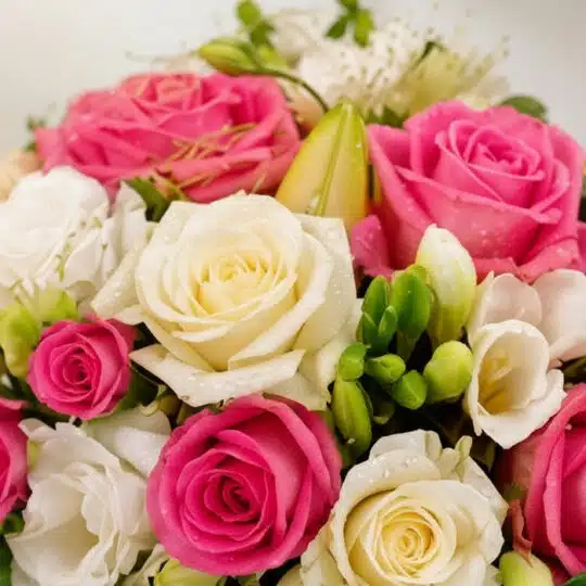Primer plano extremo de un bouquet de rosas rosadas y blancas LARAINA con gotas de rocío, destacando texturas hiperrealistas