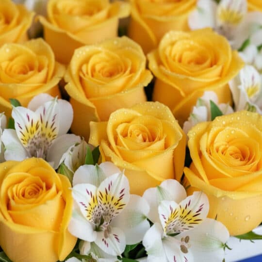 Primer plano extremo de rosas amarillas vibrantes con gotas de rocío y alstroemerias blancas, destacando la textura hiperreal