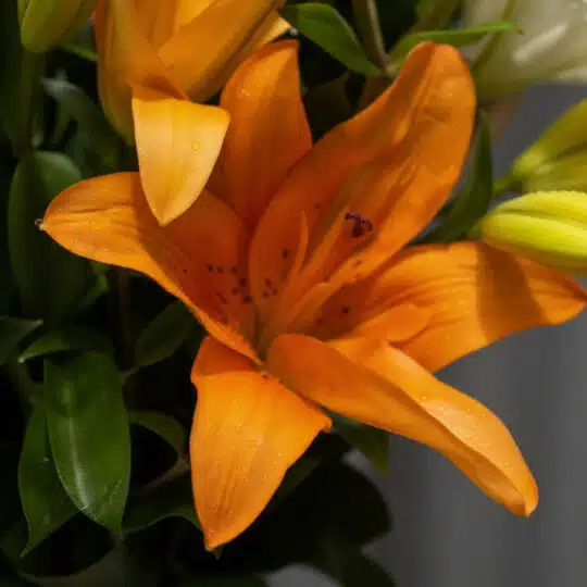 Primer plano extremo de un lirio naranja vibrante con gotas de rocío, mostrando textura hiperrealista y pistilos. Fondo suave