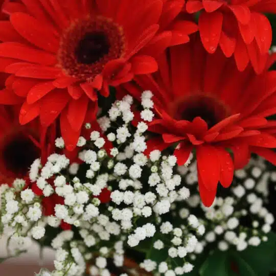 Primer plano extremo de gerberas rojas con gotas de rocío, mostrando texturas hiperrealistas y colores vibrantes bajo luz nat