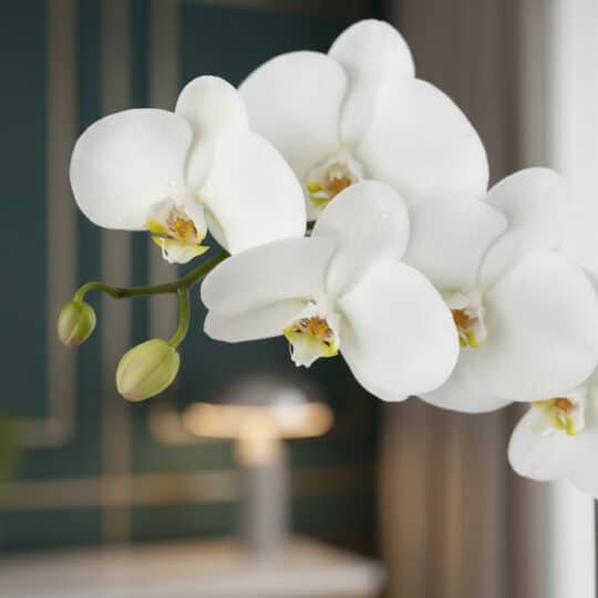 Fotografía macro de orquídea Phalaenopsis blanca con textura hiperrealista, gotas de rocío sutiles y colores vibrantes, bajo