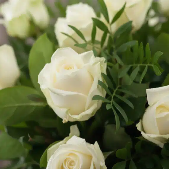 Primer plano extremo de un ramo de 18 rosas blancas 'Serena' con gotas de rocío, hojas verdes y textura hiperrealista.